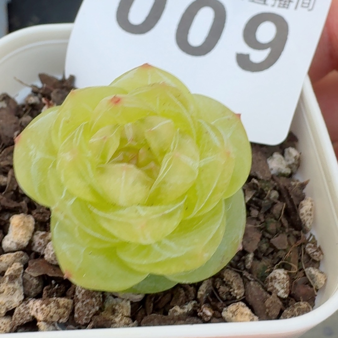 素素         多肉植物新品上新