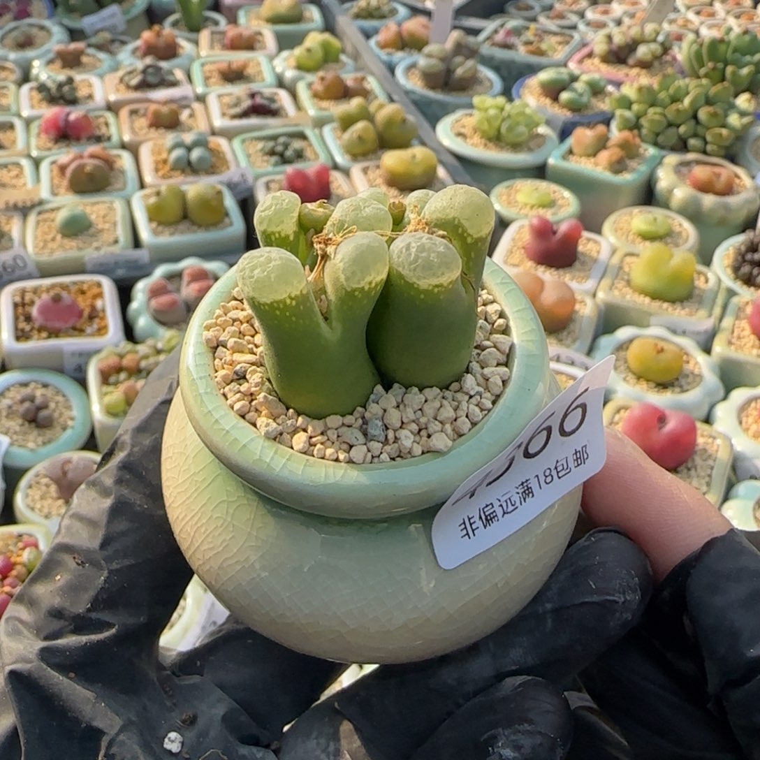 4366 -一物一拍 带盆