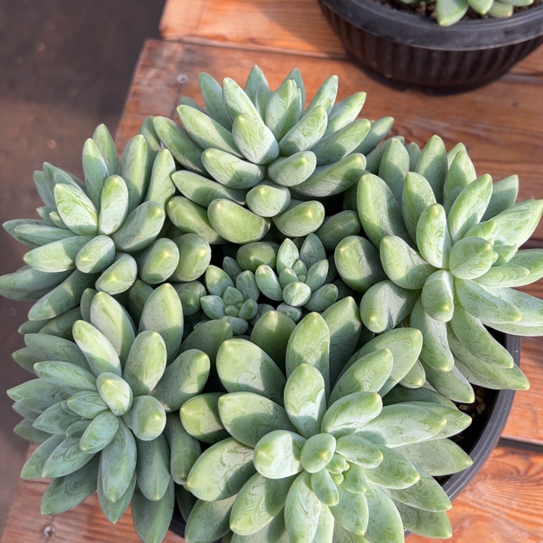 阿蒂斯托大群生寄养