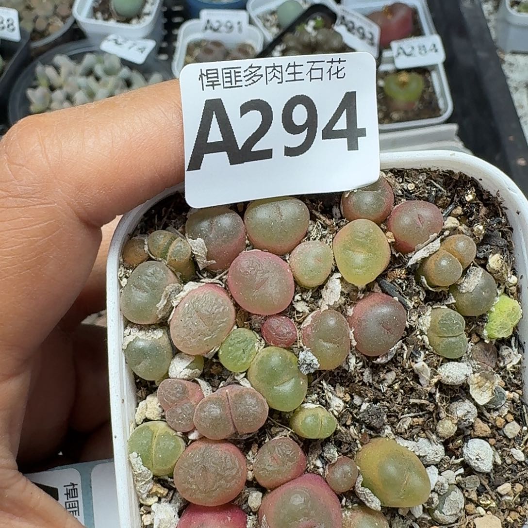 294多肉植物多肉植物