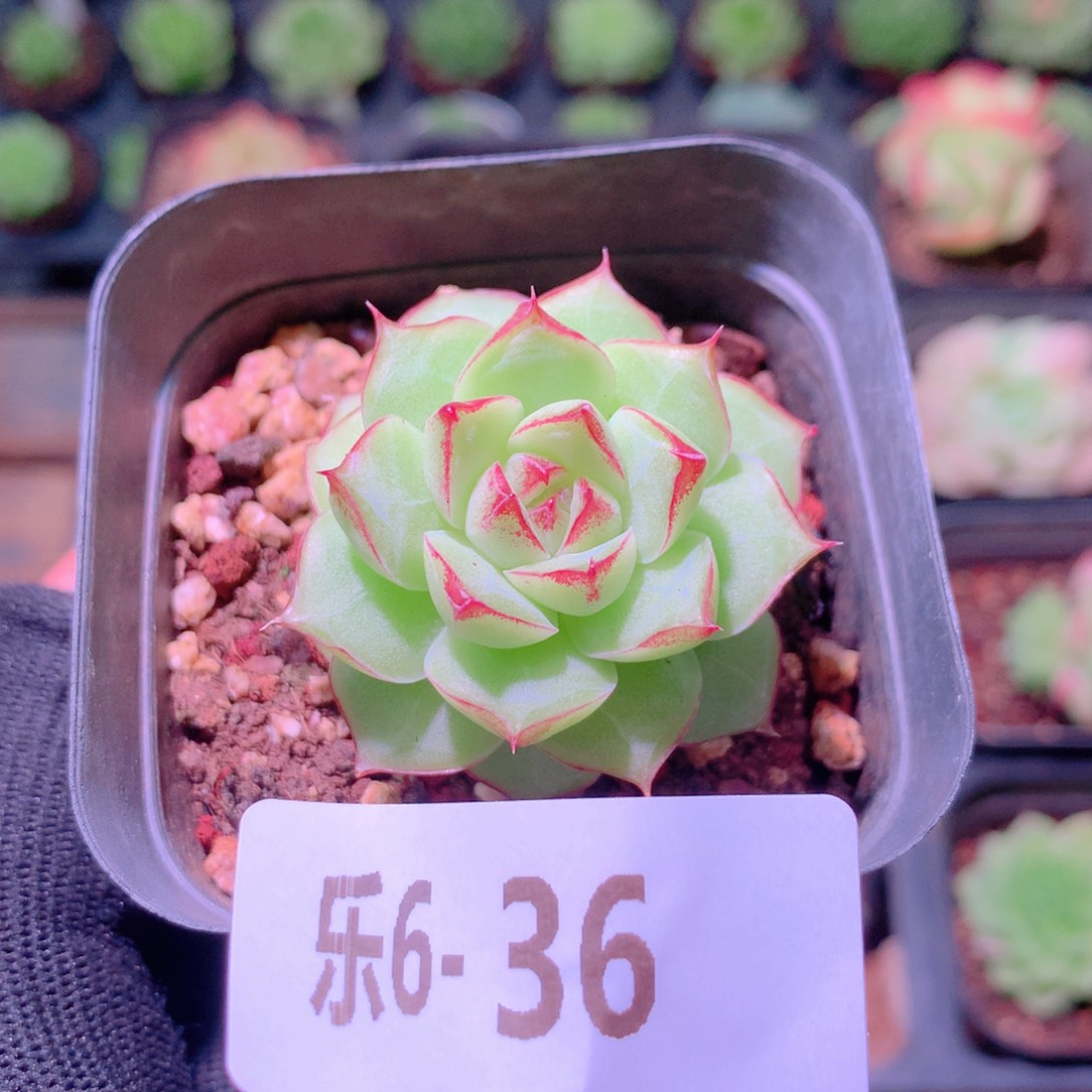 乐然6-36 女王玫瑰 