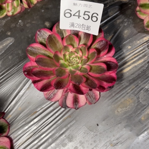 倾城多肉多肉6456