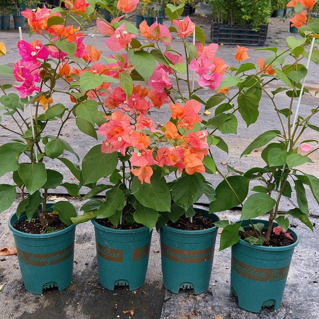 当前无花栽培后可以开花阿达纳一颗