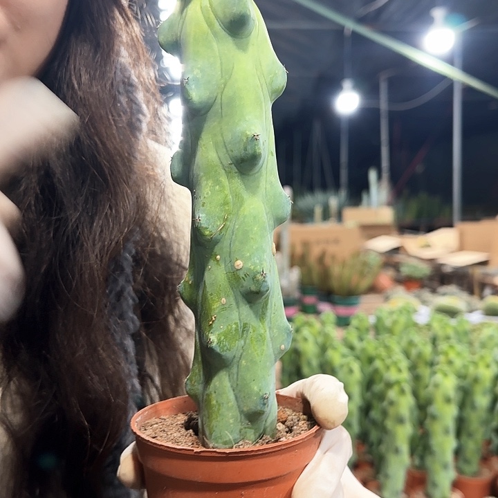 福禄寿11111111111