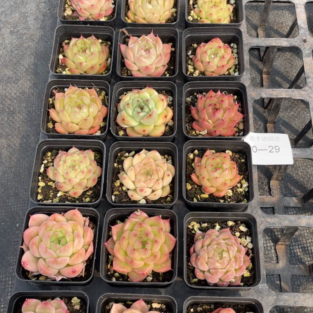 一物一拍18颗30-29