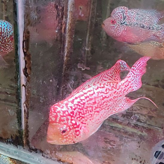 海水鱼222222222222