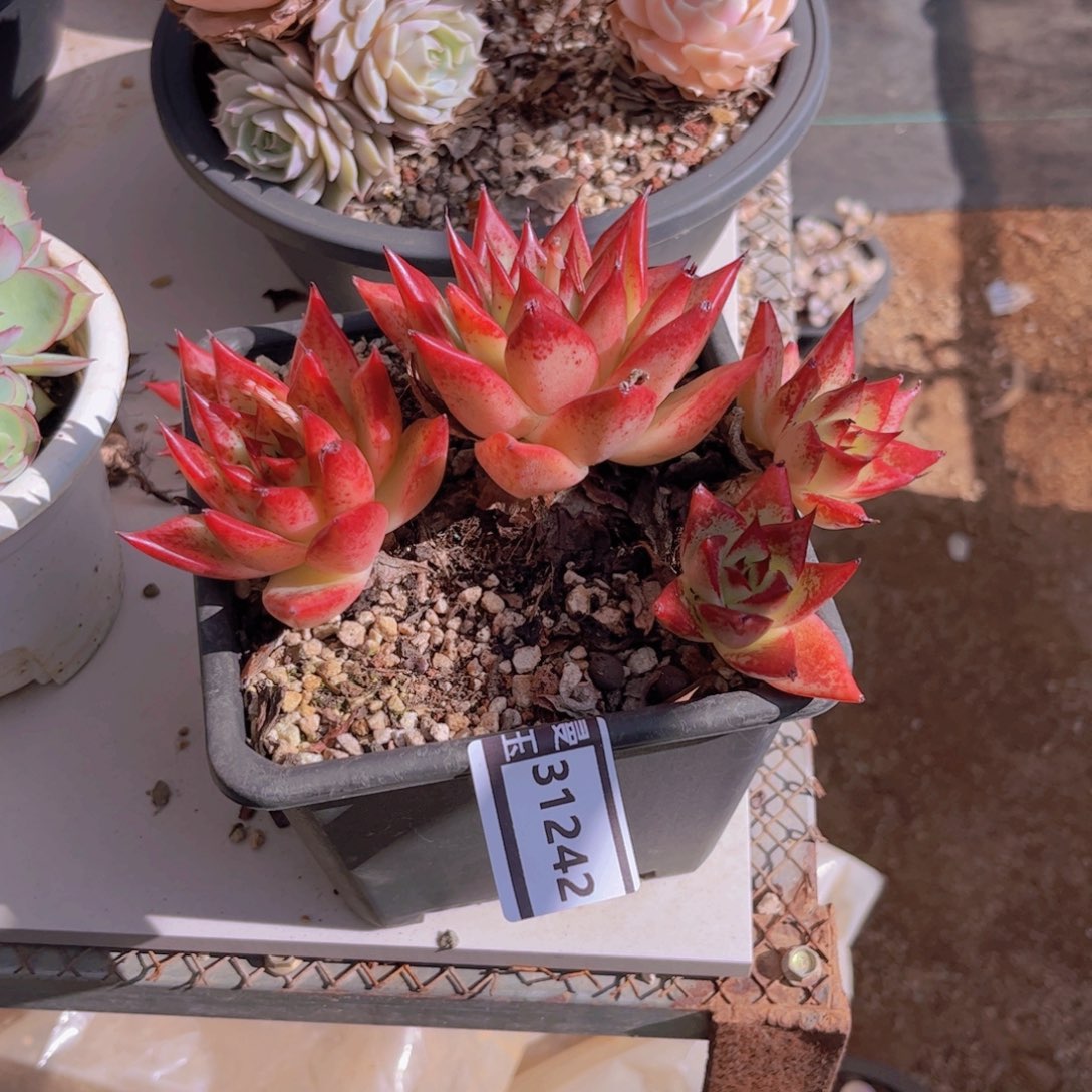 红枫不包售后多肉31242