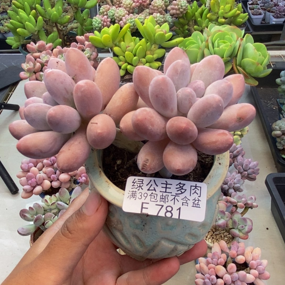 781丸叶汤圆多肉8cm