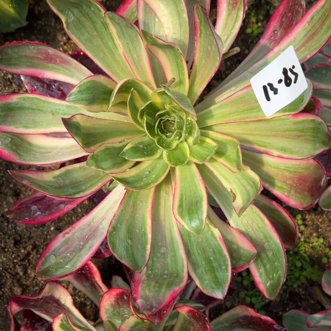 85啊波罗多肉植物