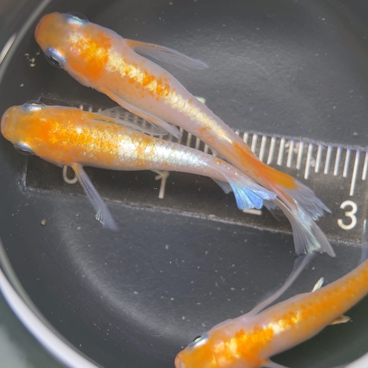 海水鱼真长鳍红白赤壁4号