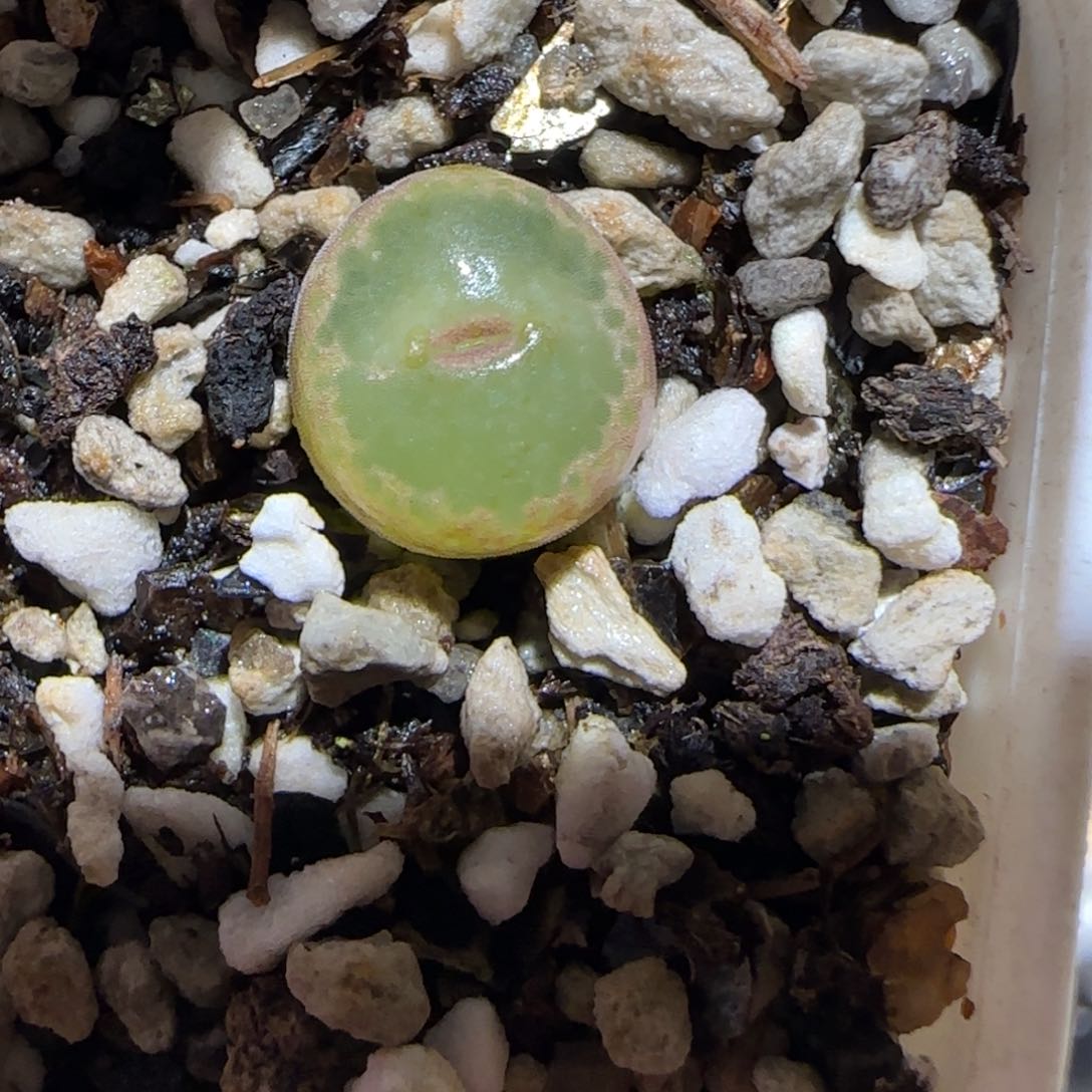 肉锥多肉植物百科-安格1709