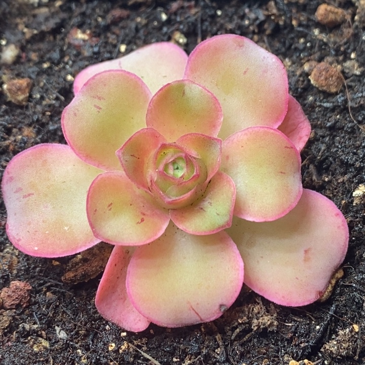 狼***草楹楹山地玫瑰/071