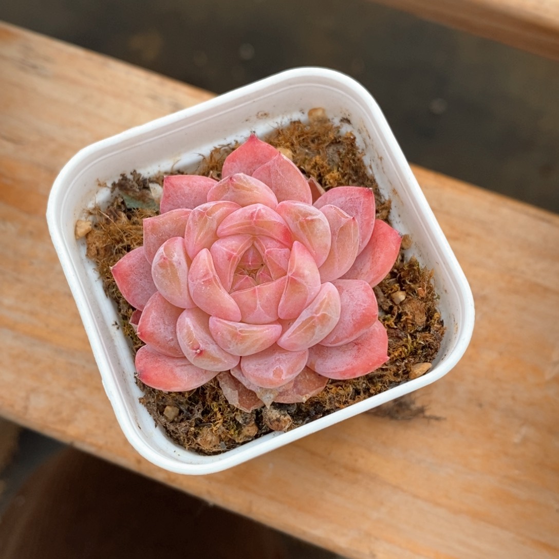 精品多肉一物一拍不包整8