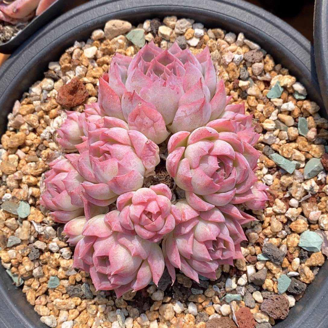 精品多肉一物一拍不包整110