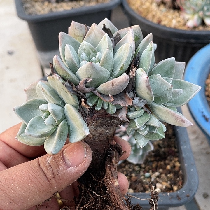 志***强厚叶玫瑰苹果叶群生