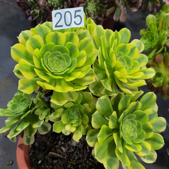 楠***】金丝翡翠20500000000