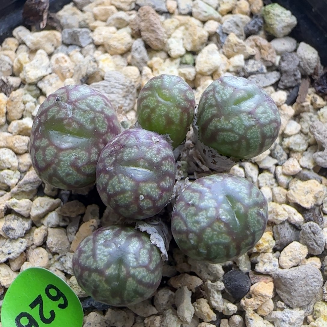 送奶工杂交多肉植物626