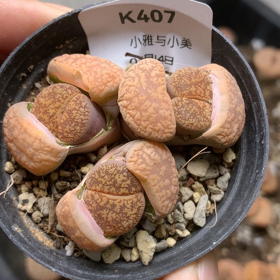 K407多肉植物保护