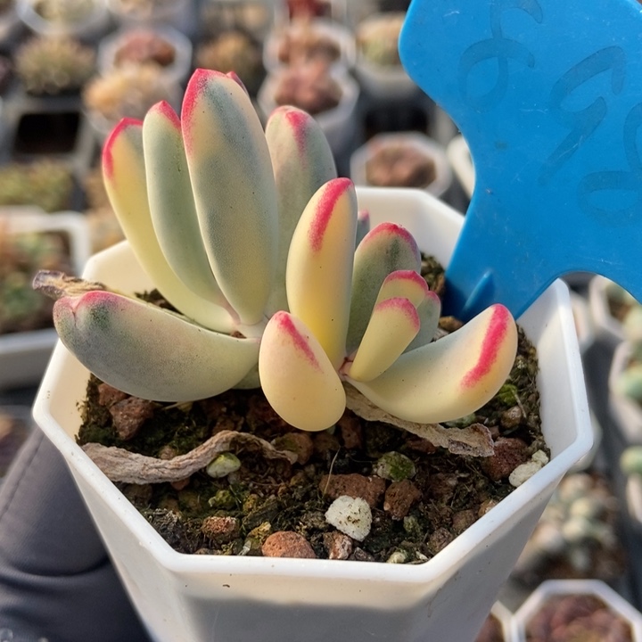 898棒叶福娘锦多肉植物