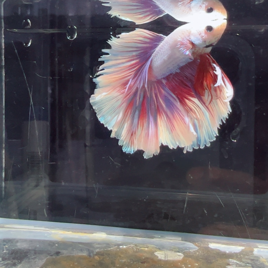 斗鱼浅色特殊尾hhhh