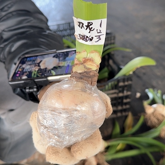 双龙7～8开花包对版