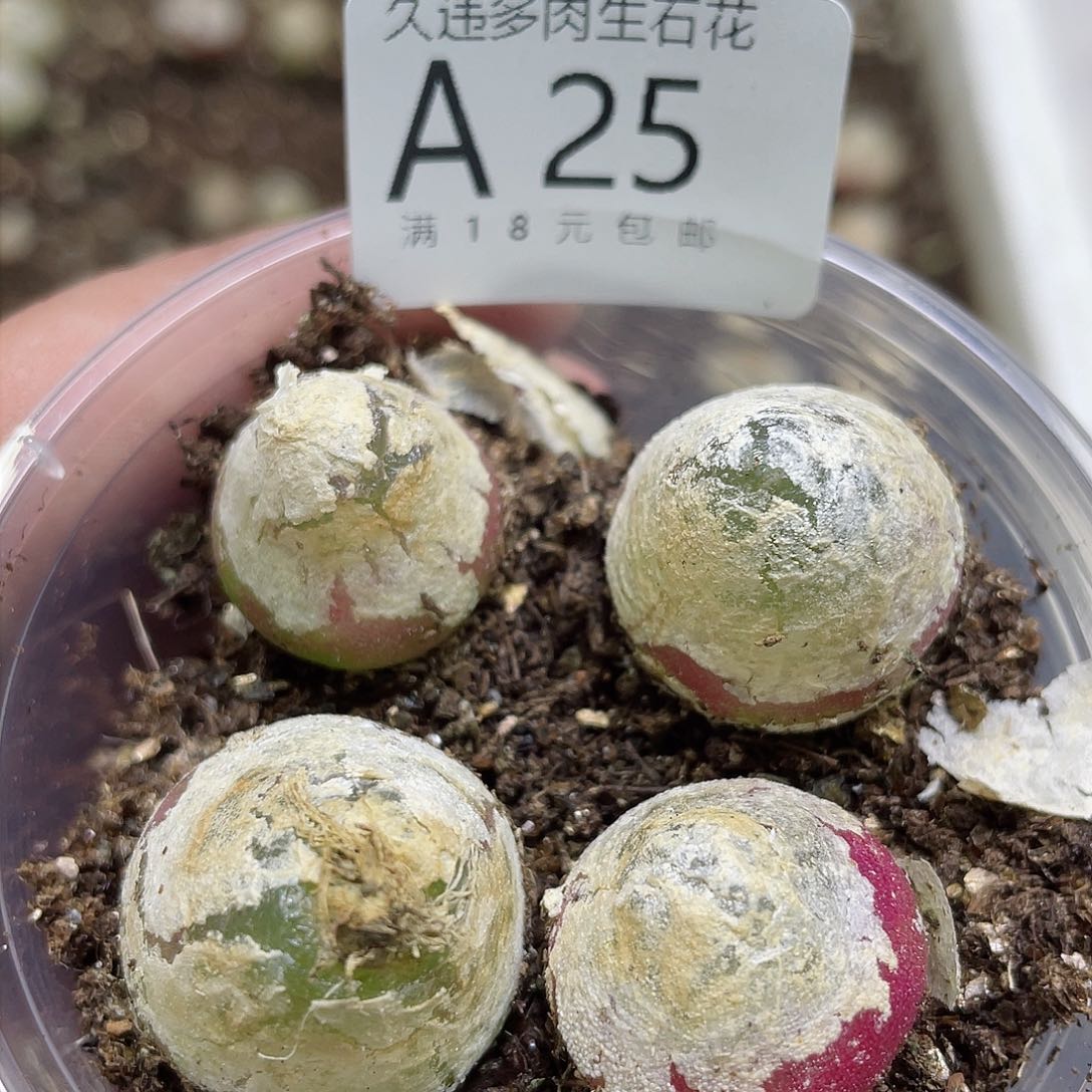 A25号灯，很好看的肉肉呢