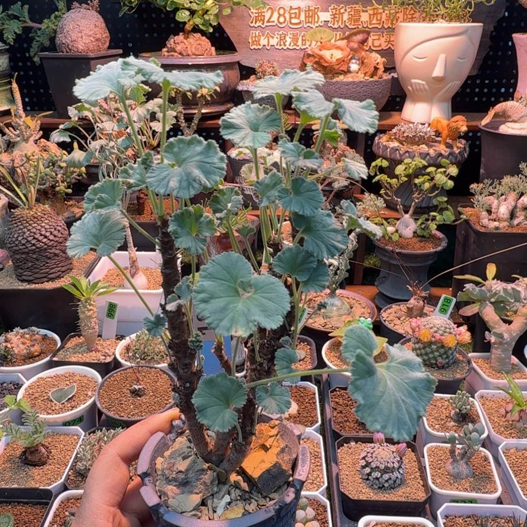 实生枝干洋葵（不含盆