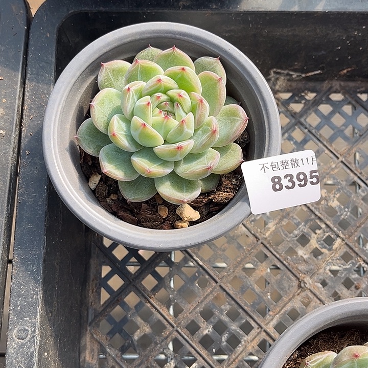 阿雅园艺。     8395