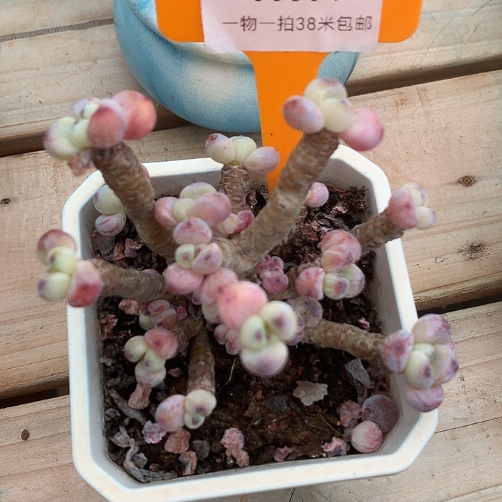 00304快乐涂痛苦小雨