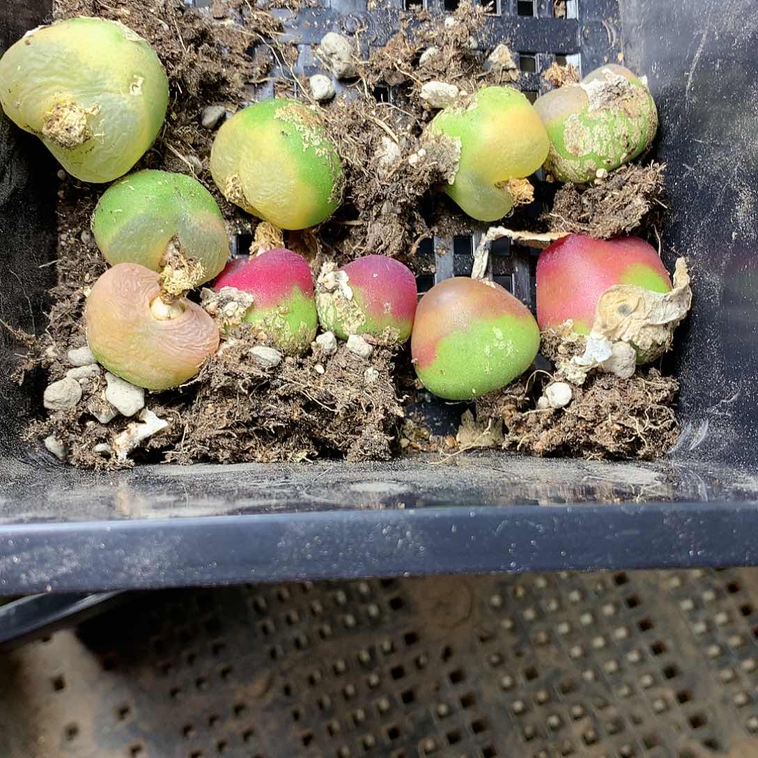 B491多肉植物保护研究所