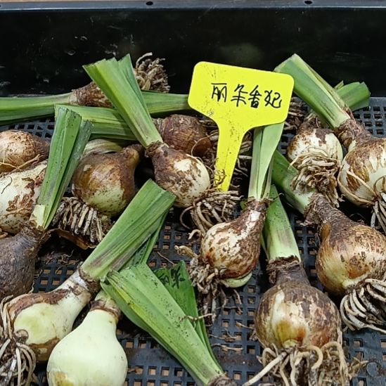 无花朵丽朵香妃3-4发三个