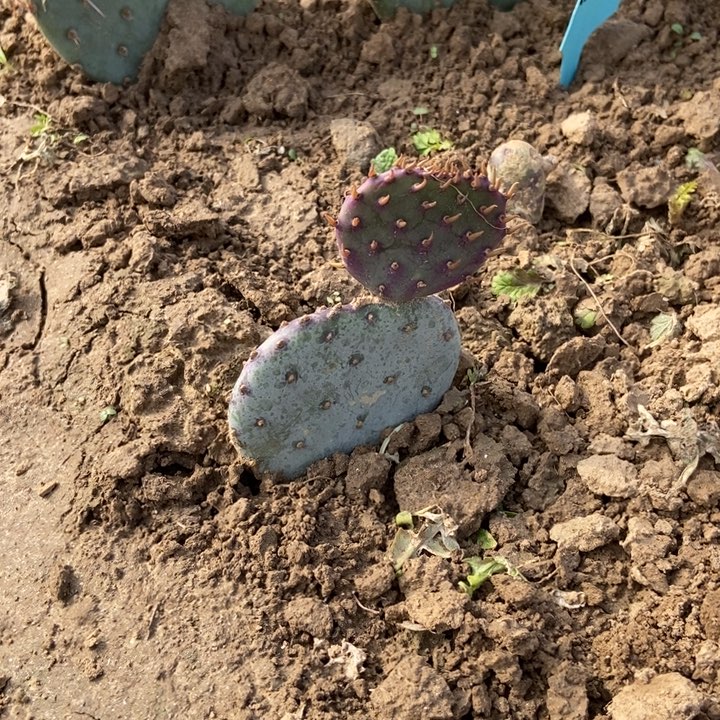 袁据一棵有根有侧芽黄花红心