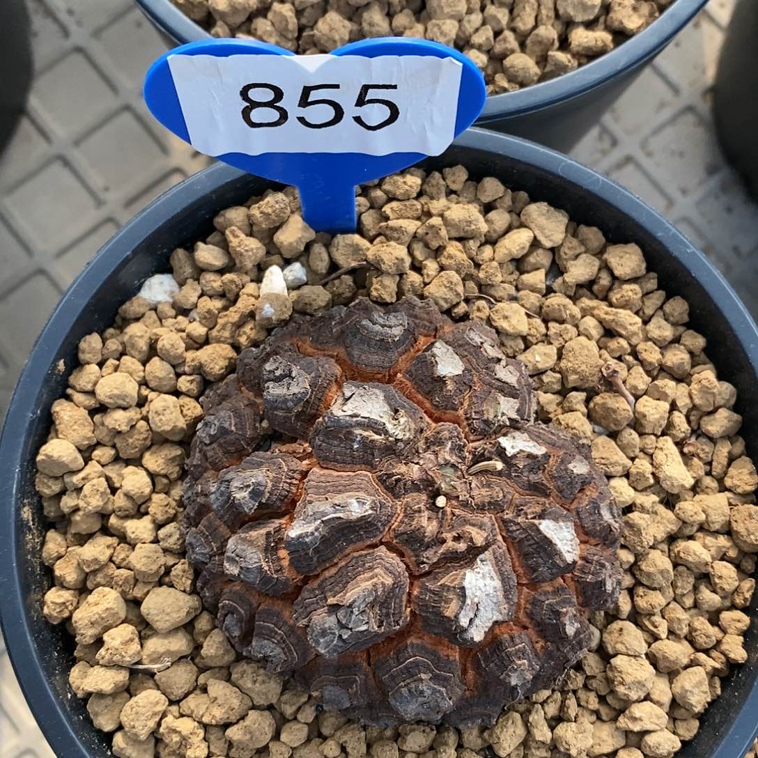 南非龟甲龙龟甲龙