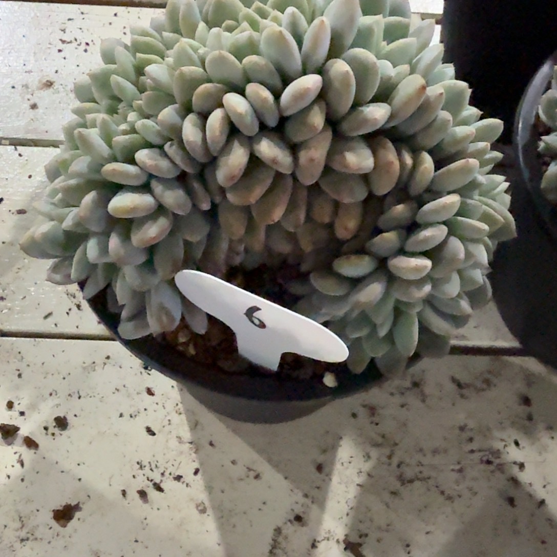 星影缀化6号脱土发货