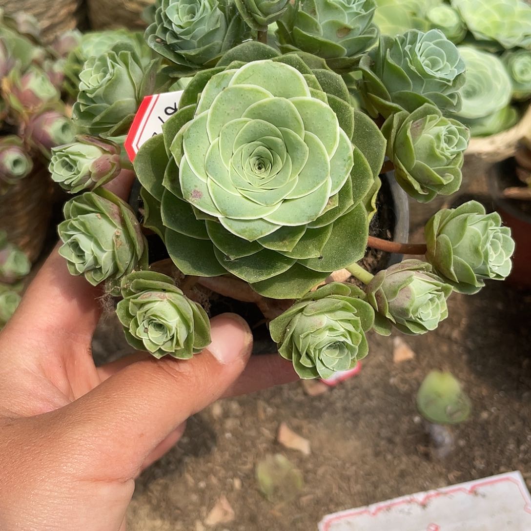 山地玫瑰多肉 368