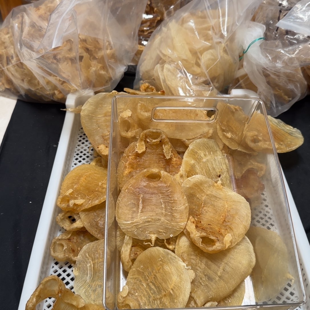 得***洋中国大陆印尼大耳赤嘴母捡漏丑胶