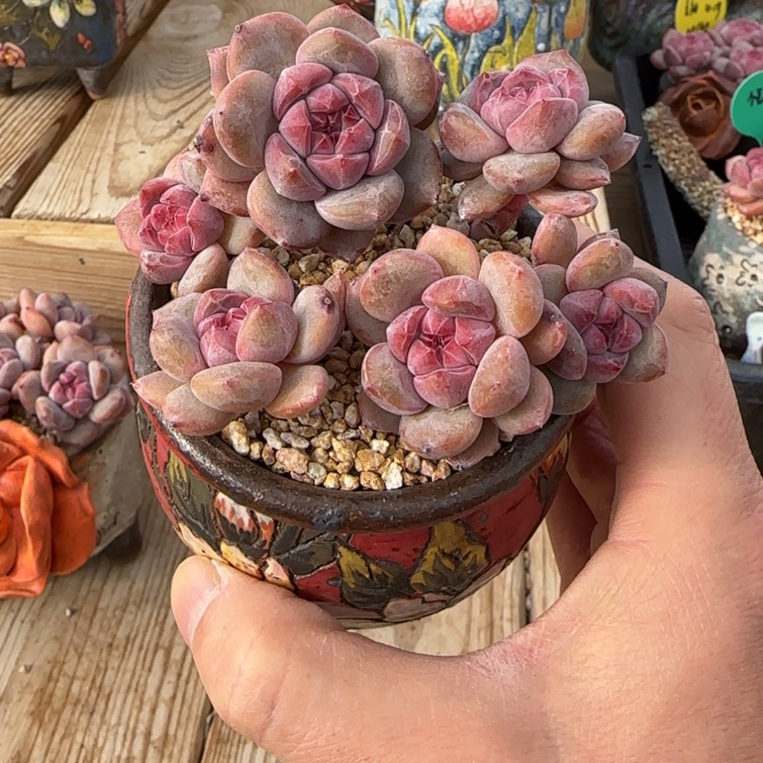 夏***雪夏雪突尼斯188发货多肉