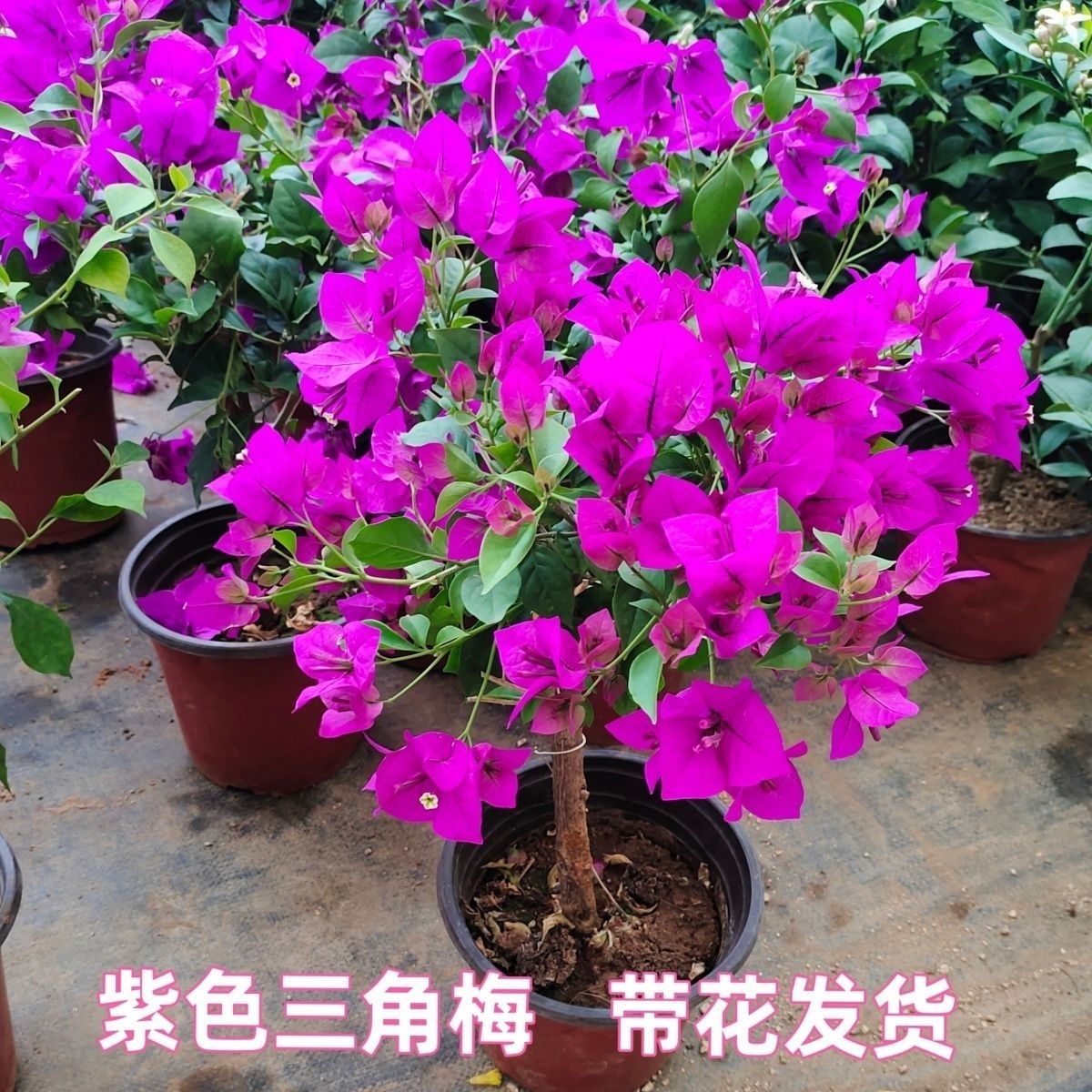 【云南紫】勤花三角梅四季开花耐寒盆栽庭院阳台勤花三角梅