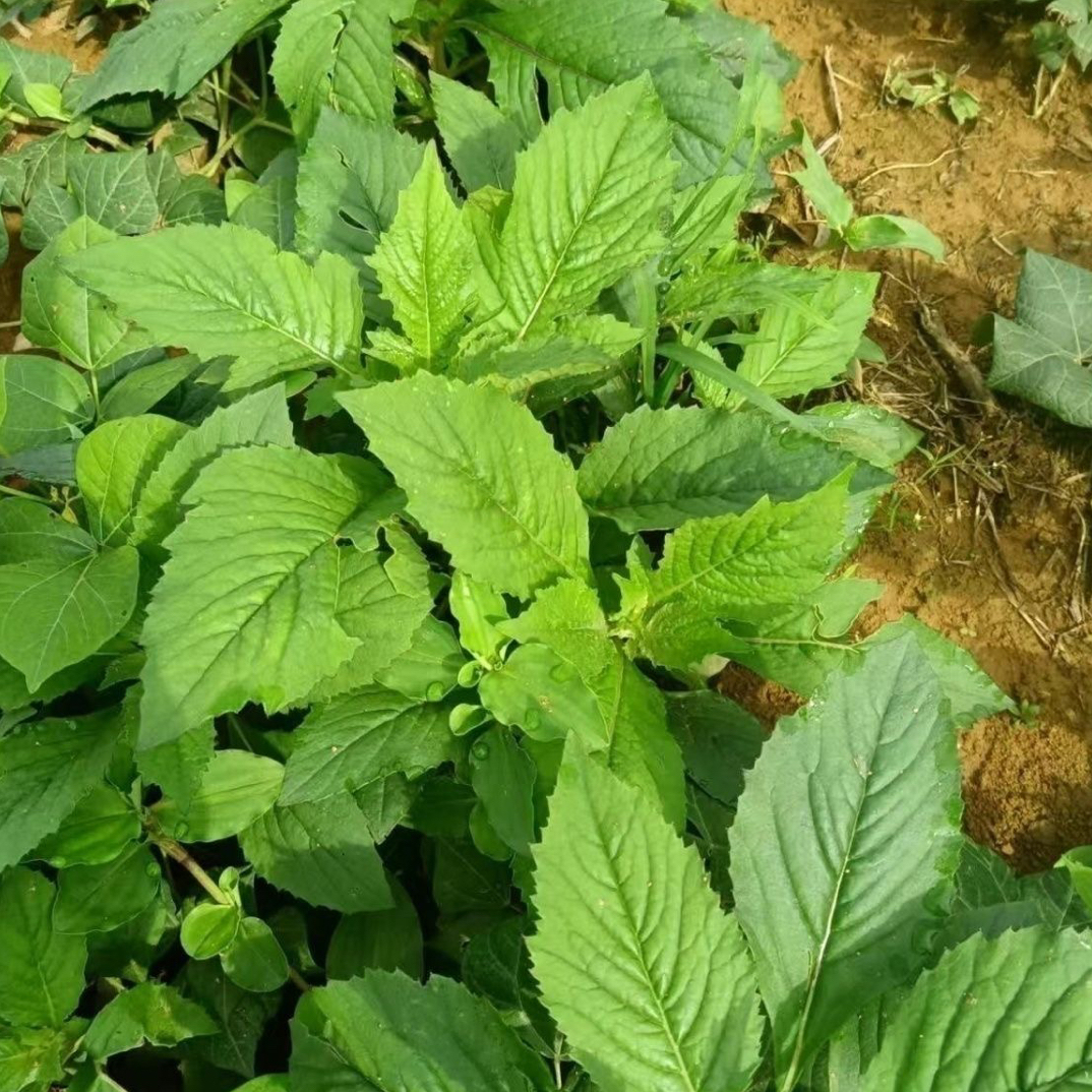 贵州棉国菜野菜一斤