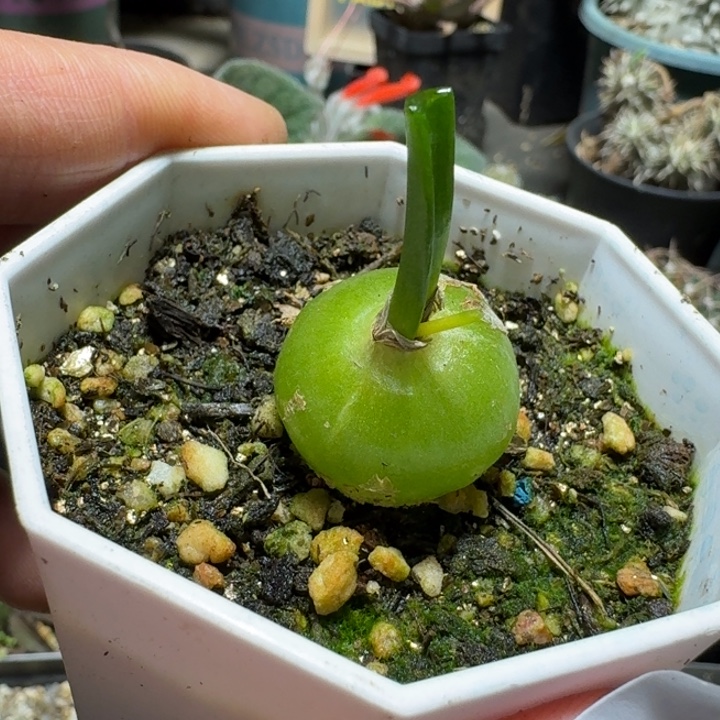 630大苍角殿带盆发货