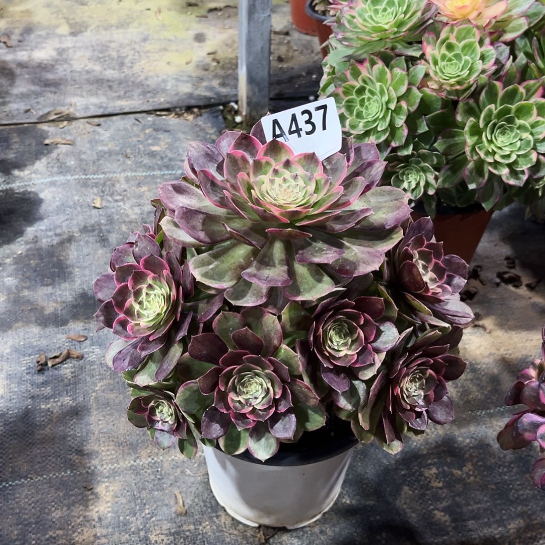 多肉植物粉花妖437多肉