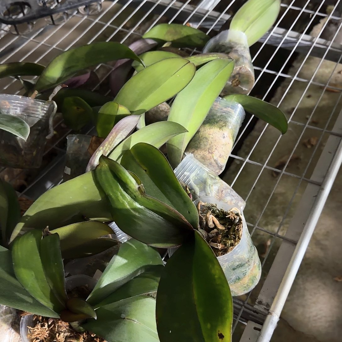 *****无花朵处理霓虹灯3颗