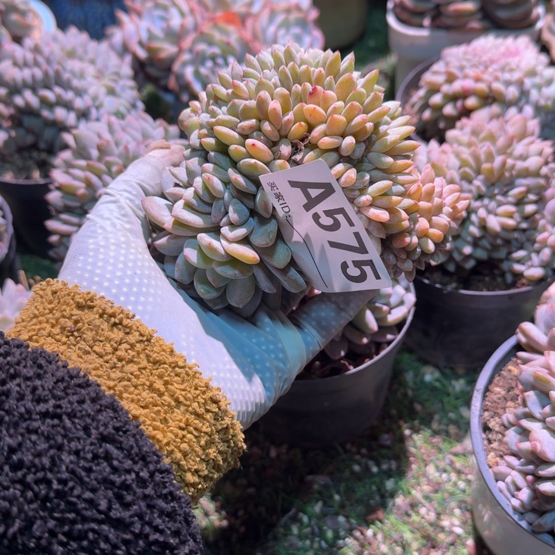 悠*星影呀呀呀呀呀