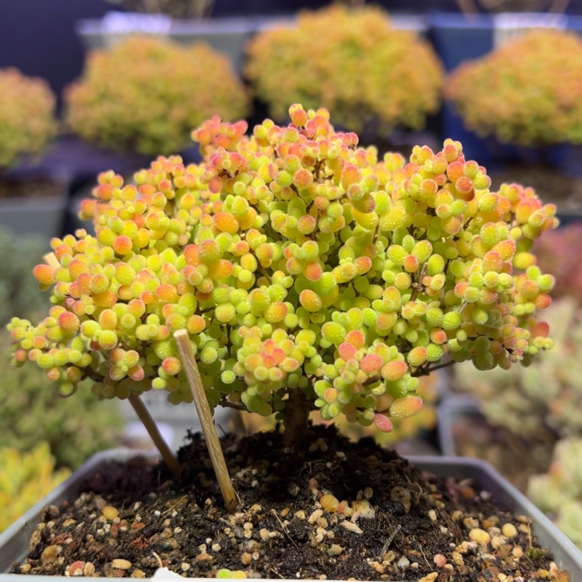 【闪购商品】d891蜜橘糖球冠幅10cm