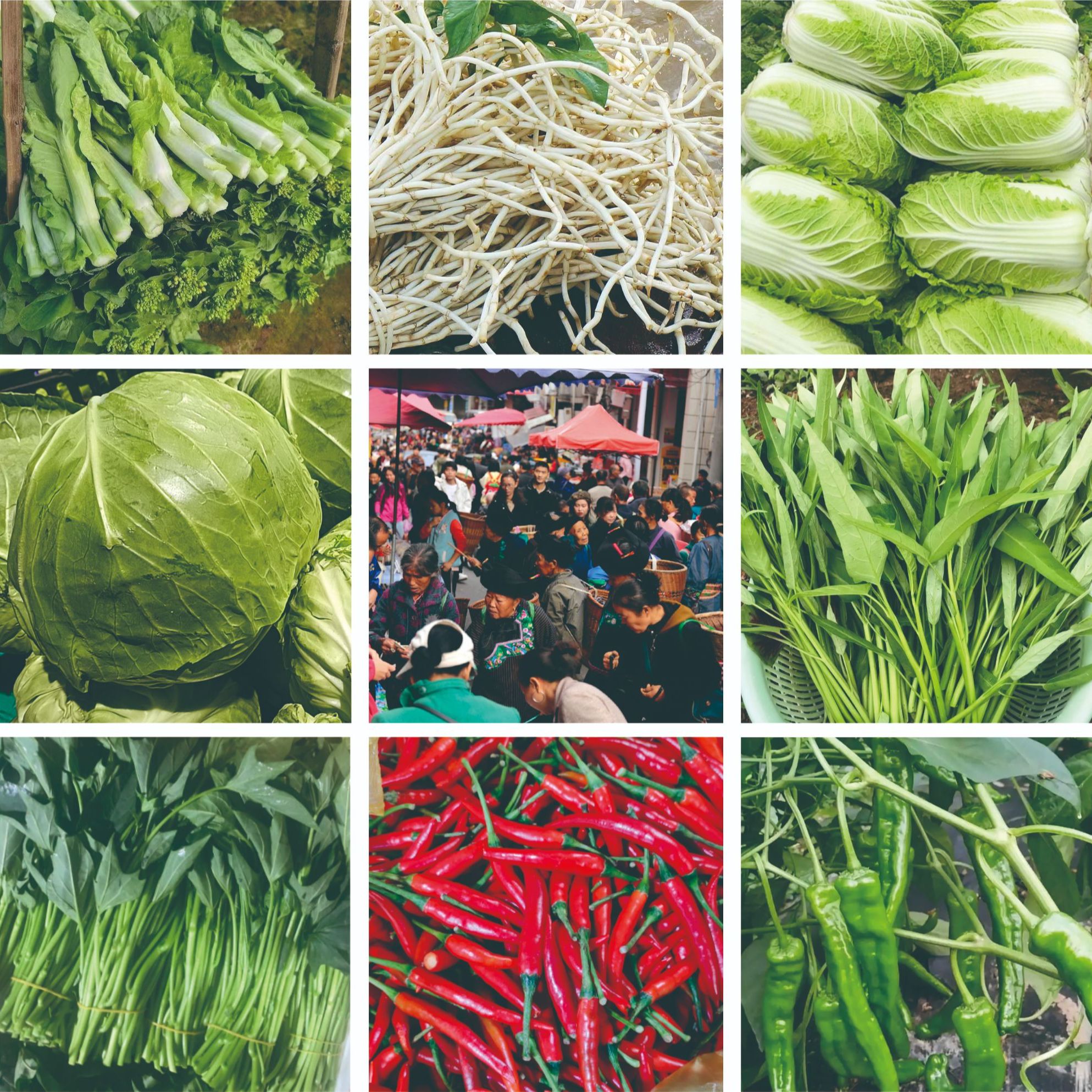 蔬菜合集白菜青菜