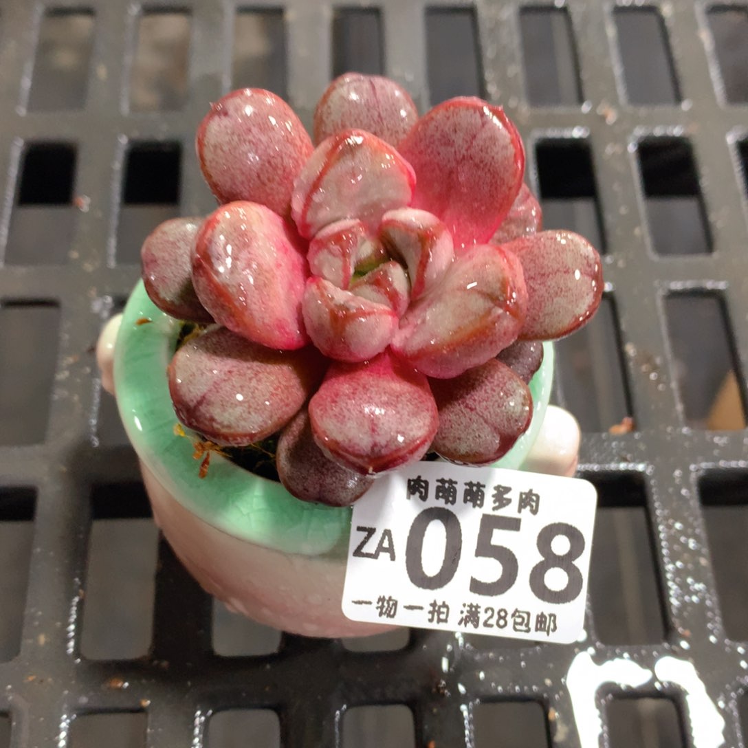肉萌萌拇指盆精控多肉ZA058