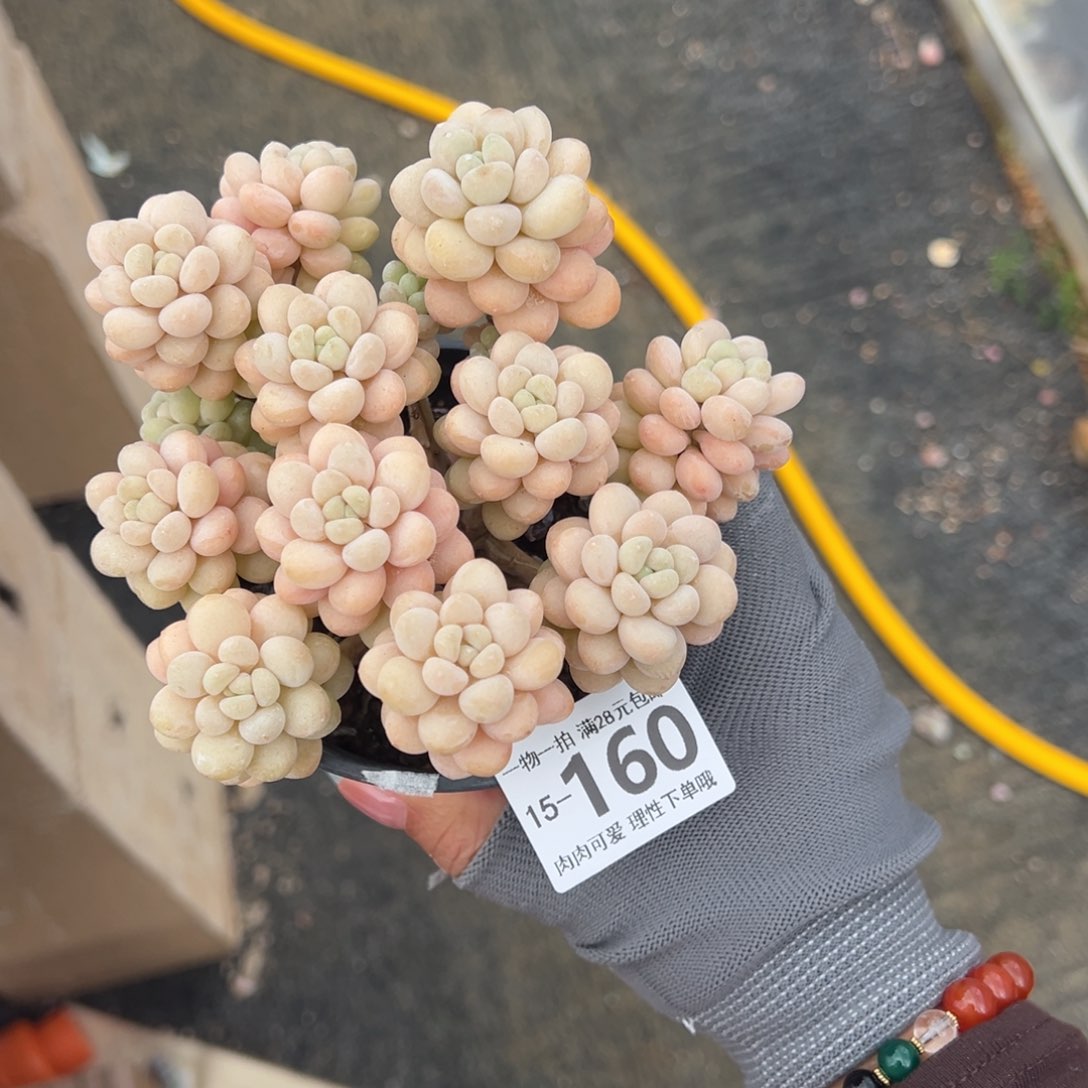 洛可可多肉多肉多肉多肉