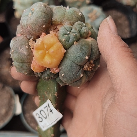 3074海鲜锦上加油