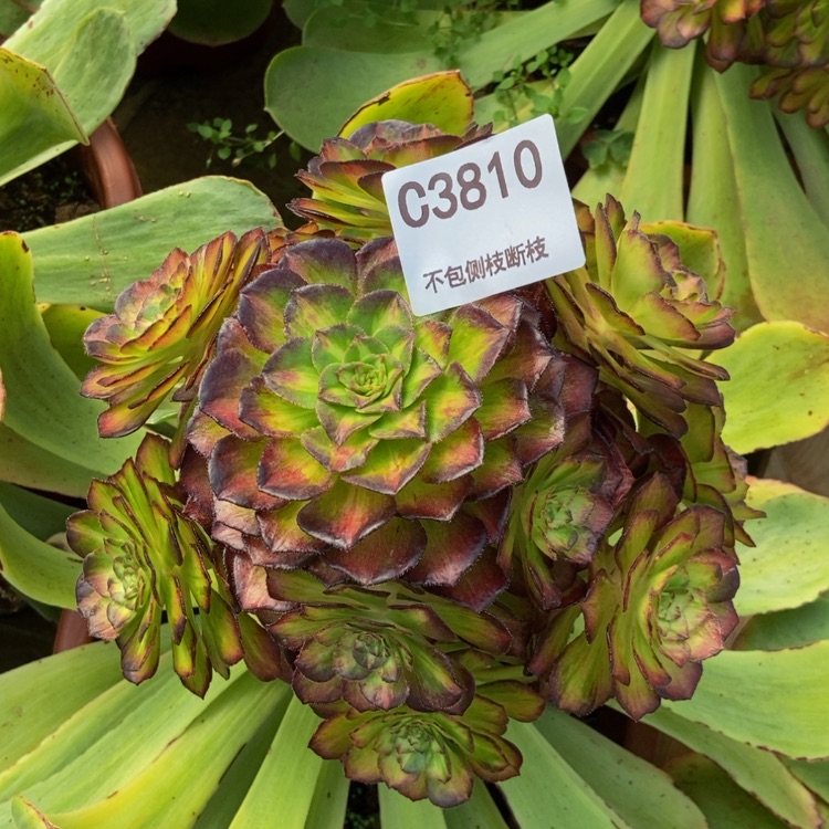 【闪购商品】3810海王七彩多肉