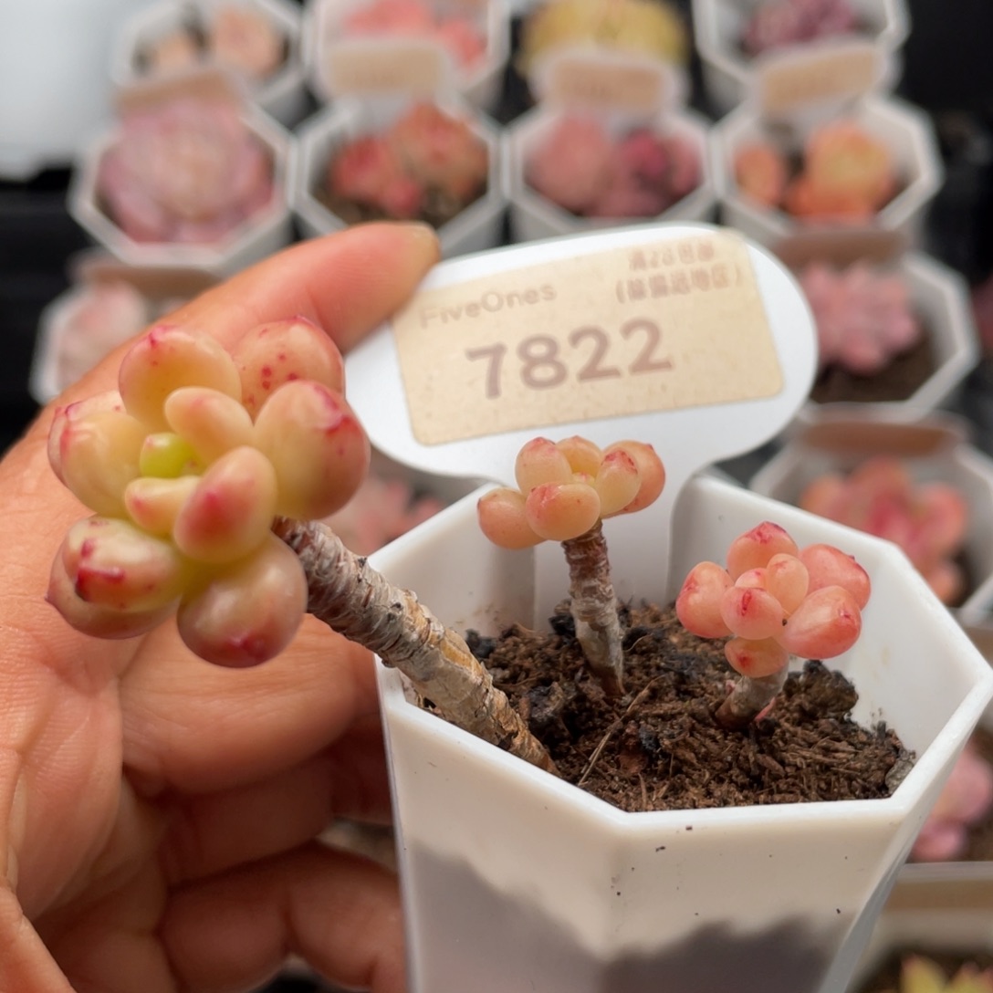 香格里拉7822-6.0厘米